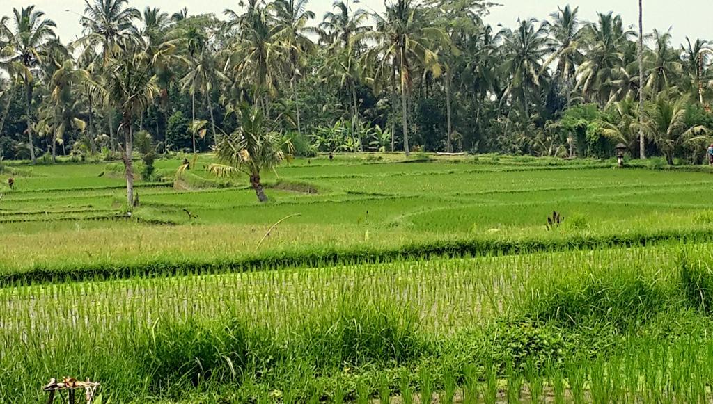 Rimba Ubud Tegallalang (Bali)