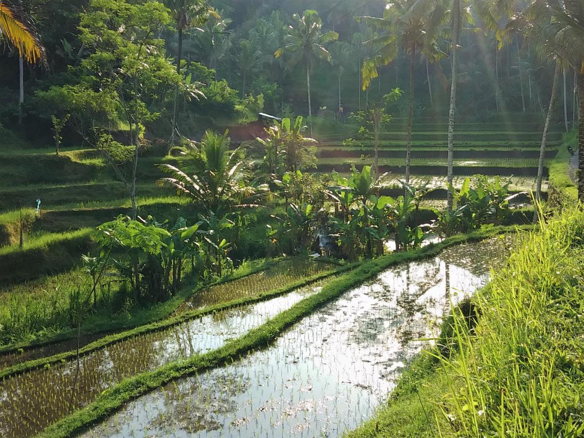 Villa Rimba Ubud *
