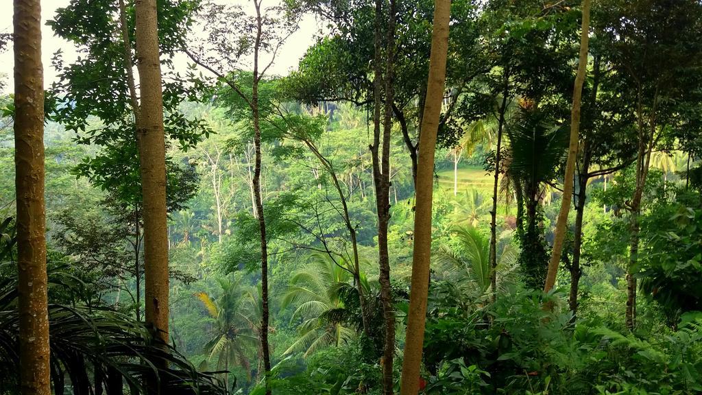 Villa Rimba Ubud *